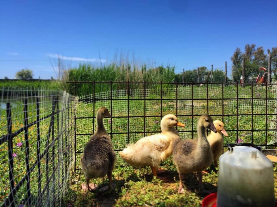 Camping Village Tuscia Tirrenica Tarquinia Esterno foto