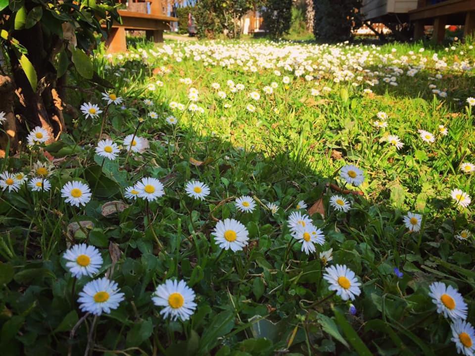Camping Village Tuscia Tirrenica Tarquinia Esterno foto